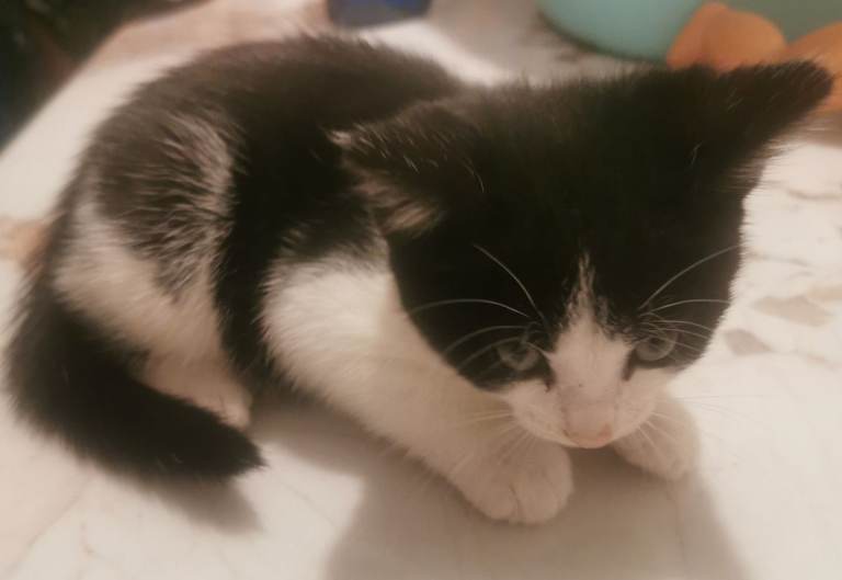 5 beautiful kittens! 