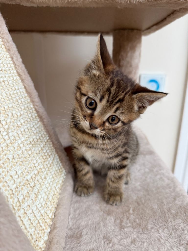 Beautiful British Shorthair x Bengal Female Kittens