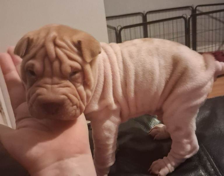 Adoreble shar pei pup 