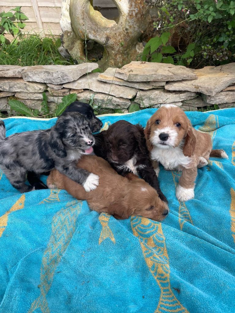 Cavapoo puppies 