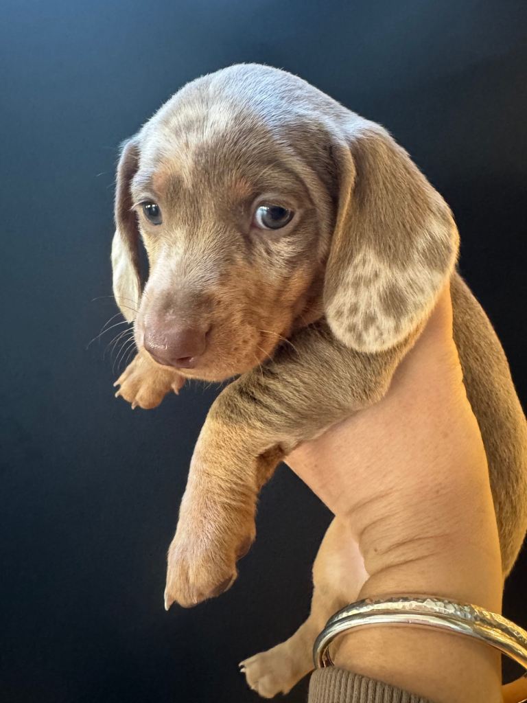 **LAST ONE*** KC Reg Pedigree Miniature Smooth Haired Isabella & Tan Dapple Dachshund Puppies