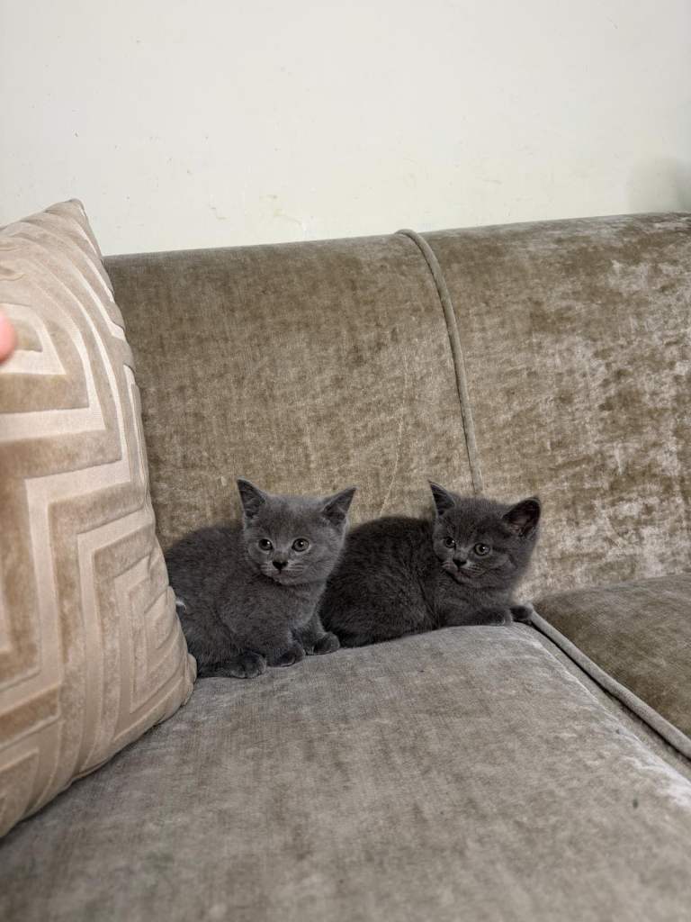 Kittens for sale BSH 