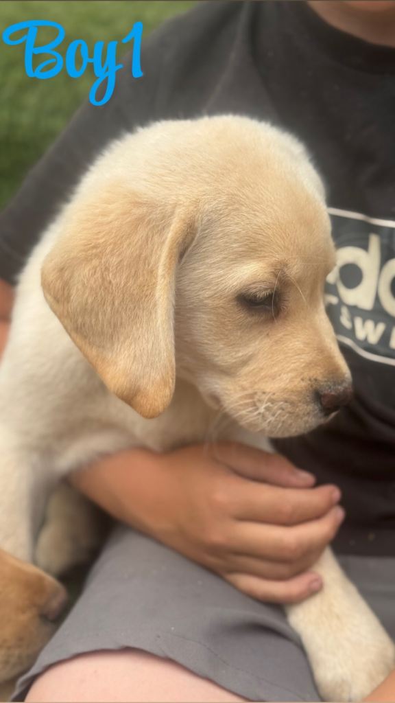 4 Gorgeous labrador puppies 