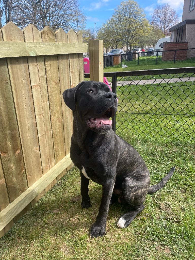 cane corso cross grate Dane 
