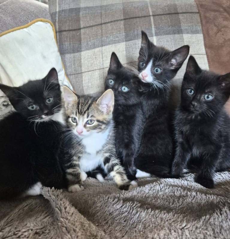 Kittens for sale 