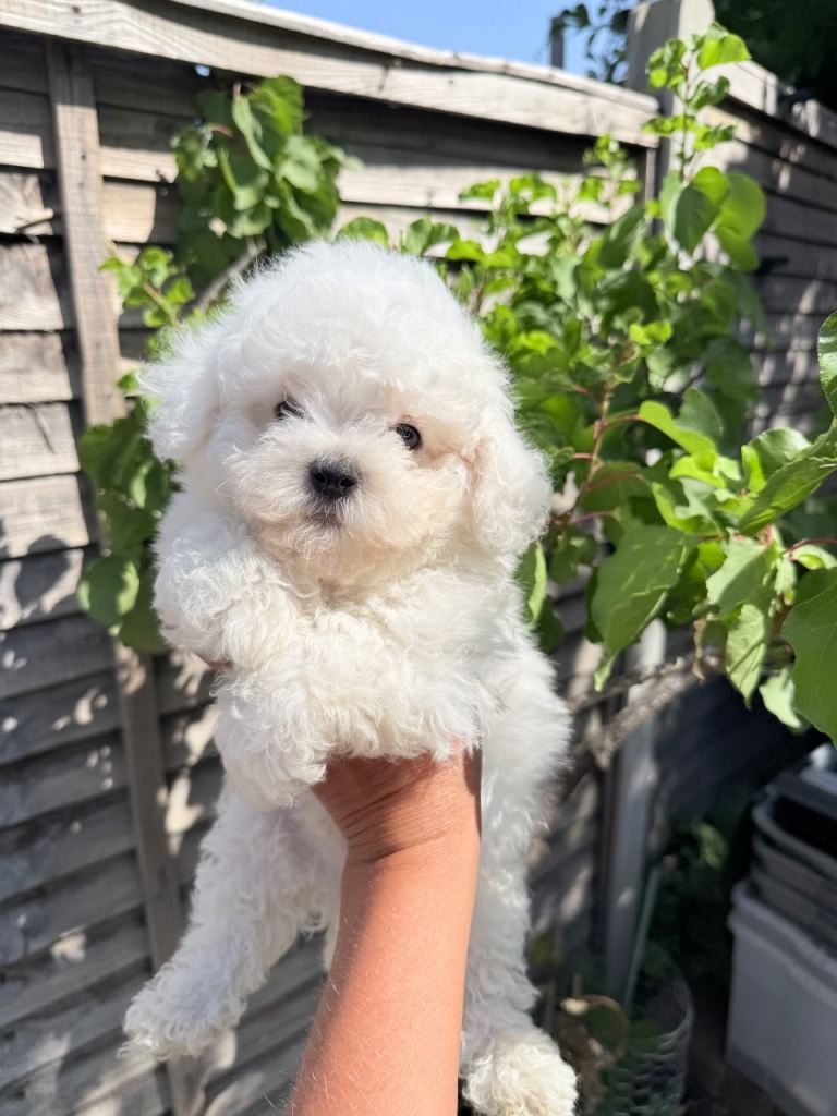 “Beautiful Purebred Bichon Frise puppies – ready to leave”