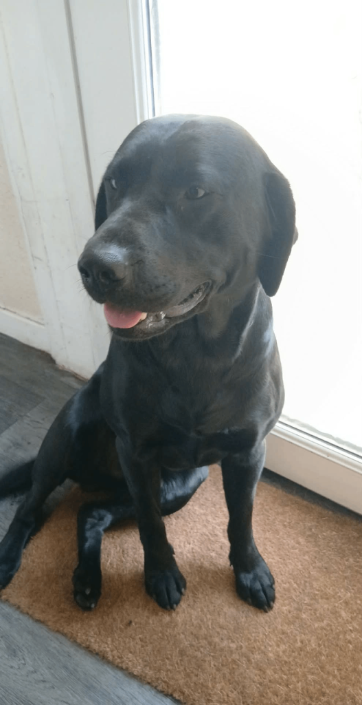 KC registered Black Labrador