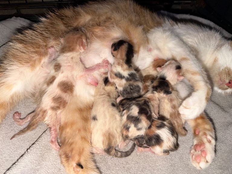 Gorgeous kittens for sale