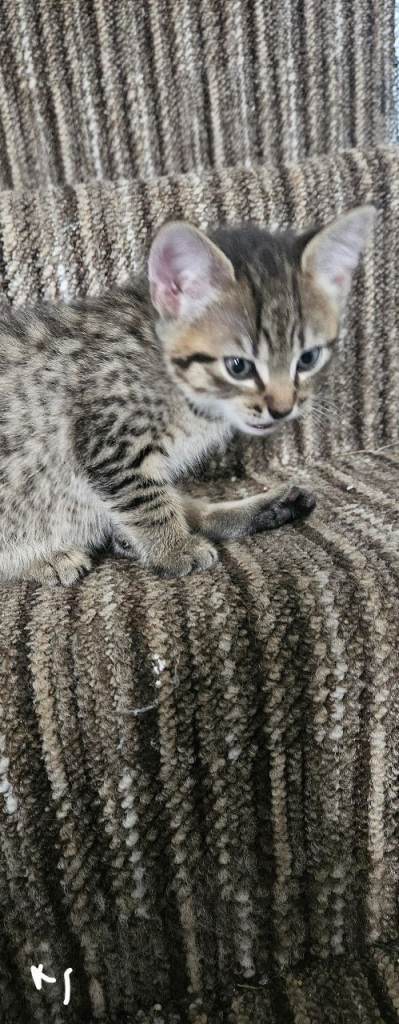 Kittens for sale