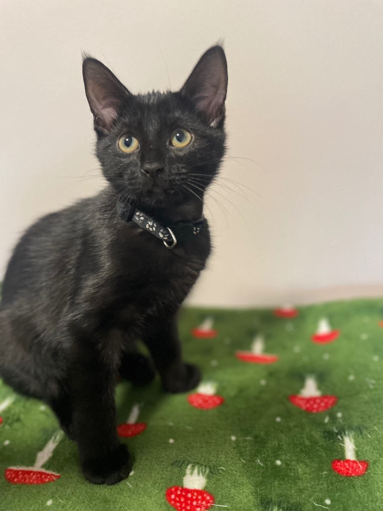 3 sweet black kittens 