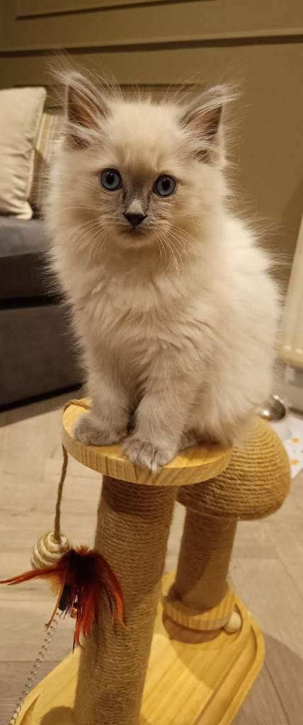 Ragdoll Kitten (£500)