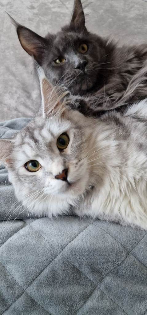 Maine coon kitten for sale