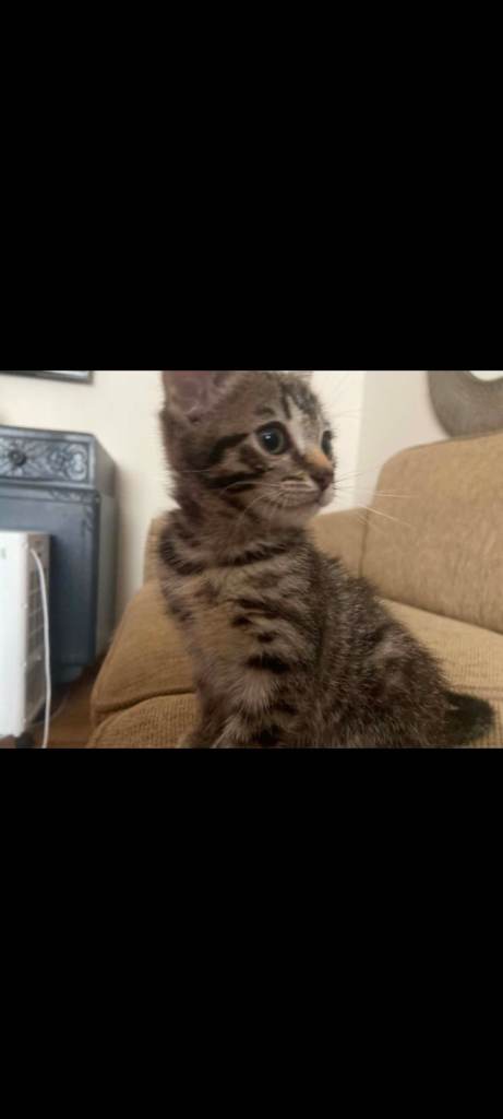 Kittens for sale male and female 