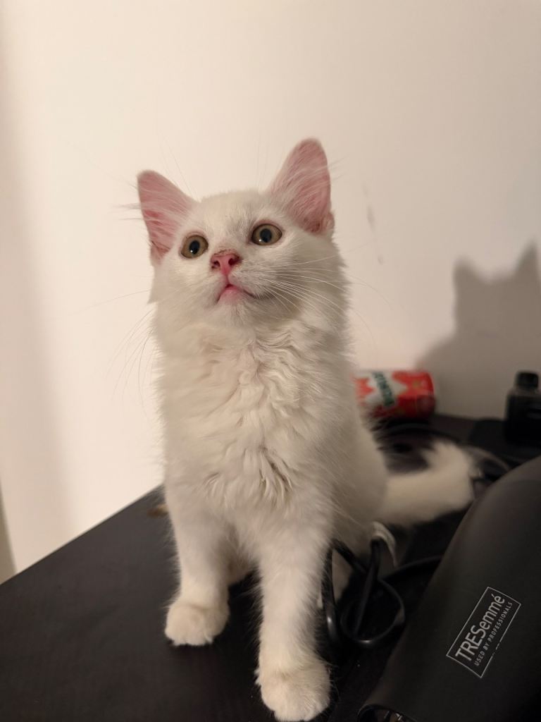  🐾 Turkish Angora mix kitten