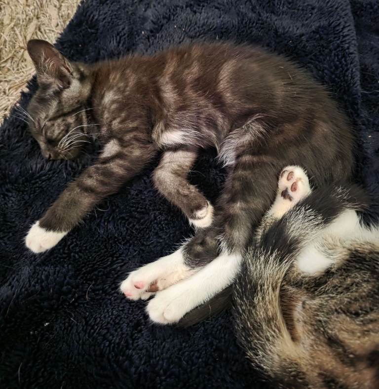 Beautiful bengal/tabby kittens 