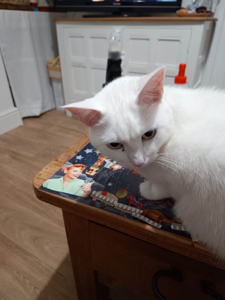 3 year old British short hair female