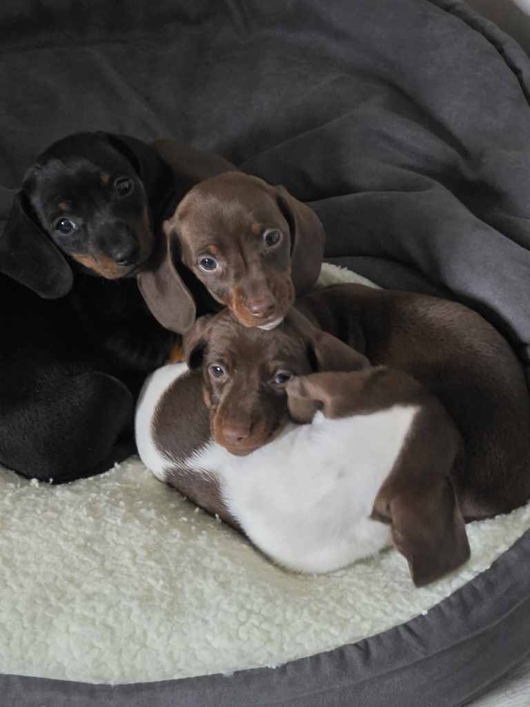 Dachshund Puppies for sale