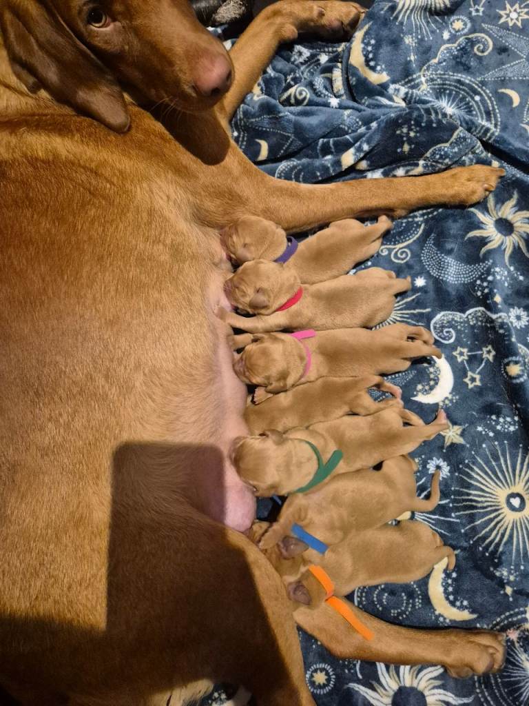 True Fox Red KC Registered Puppies