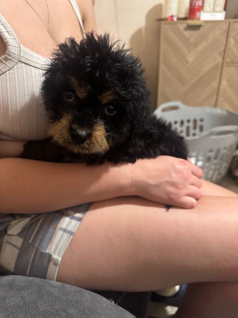 Rottweiler x cavachon pup