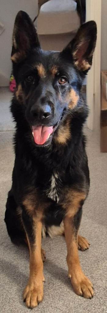 image for Germen shepherd 