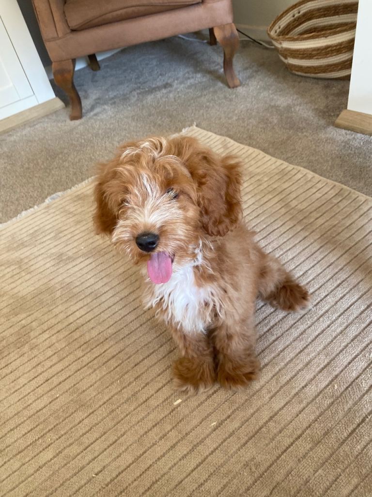 Cockapoo puppies red mini F1