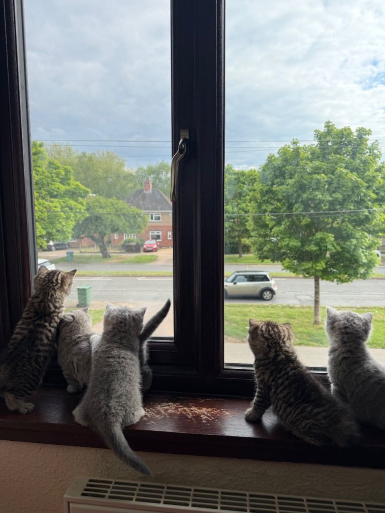 Beautiful British Shorthair kittens looking for their forever homes 🐾