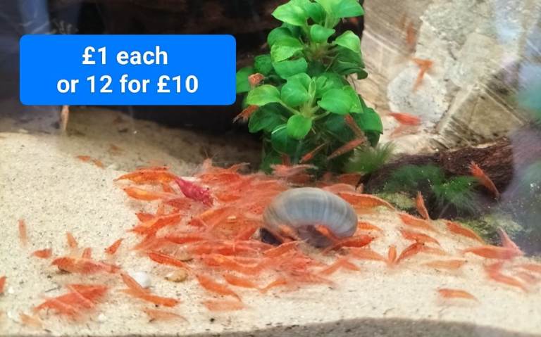 Aquarium shrimp from 50p each  Costessey NR5 0PX 