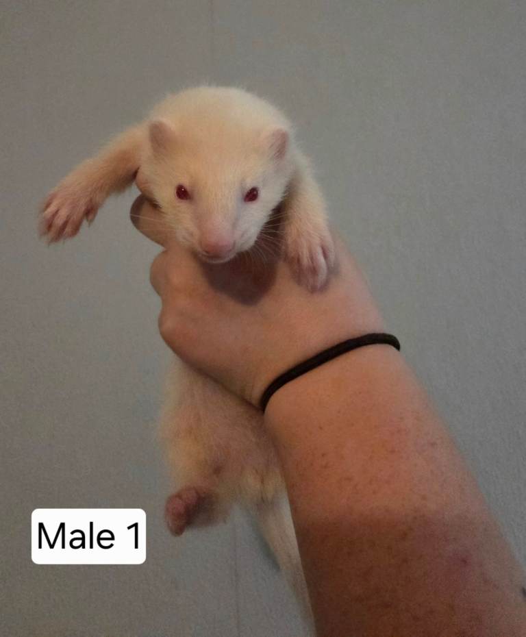 Ferret kits