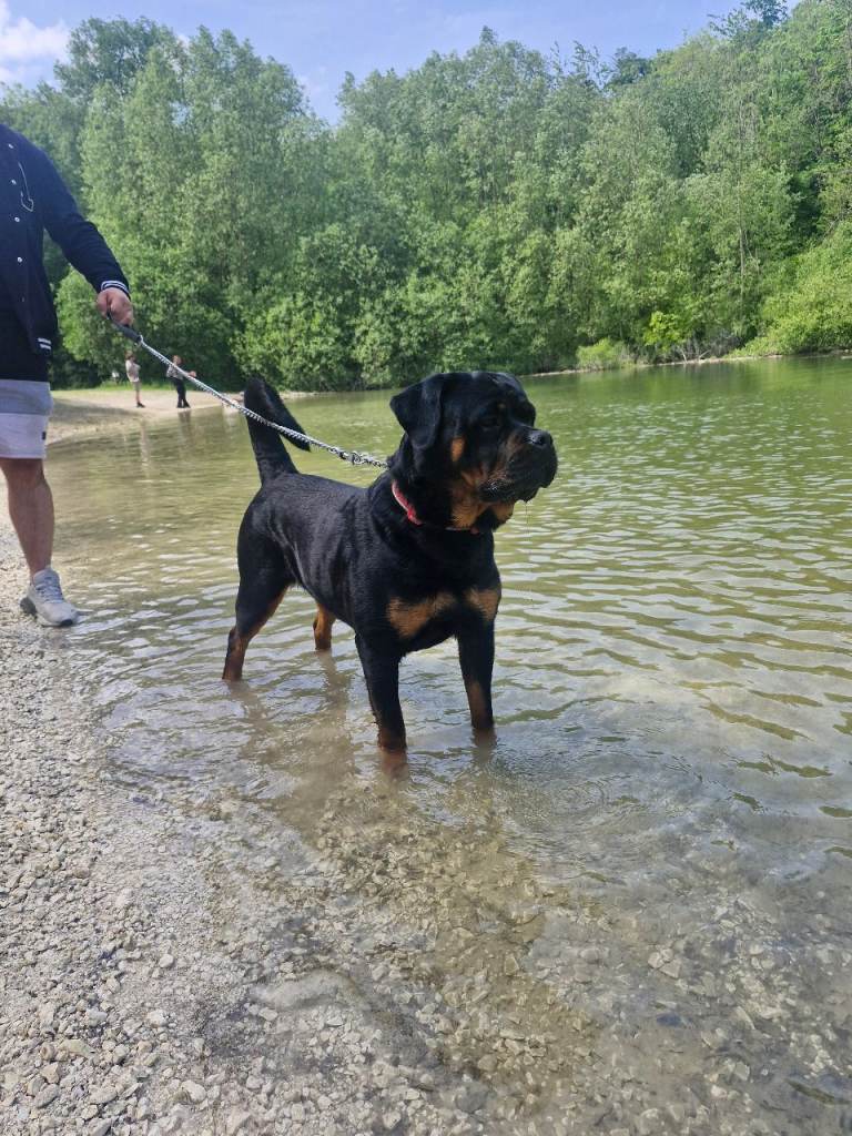 2year old rottweiler 