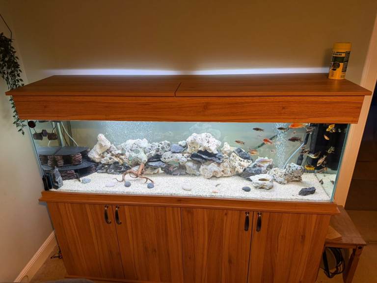 Malawi cichlids + sailfin plec 