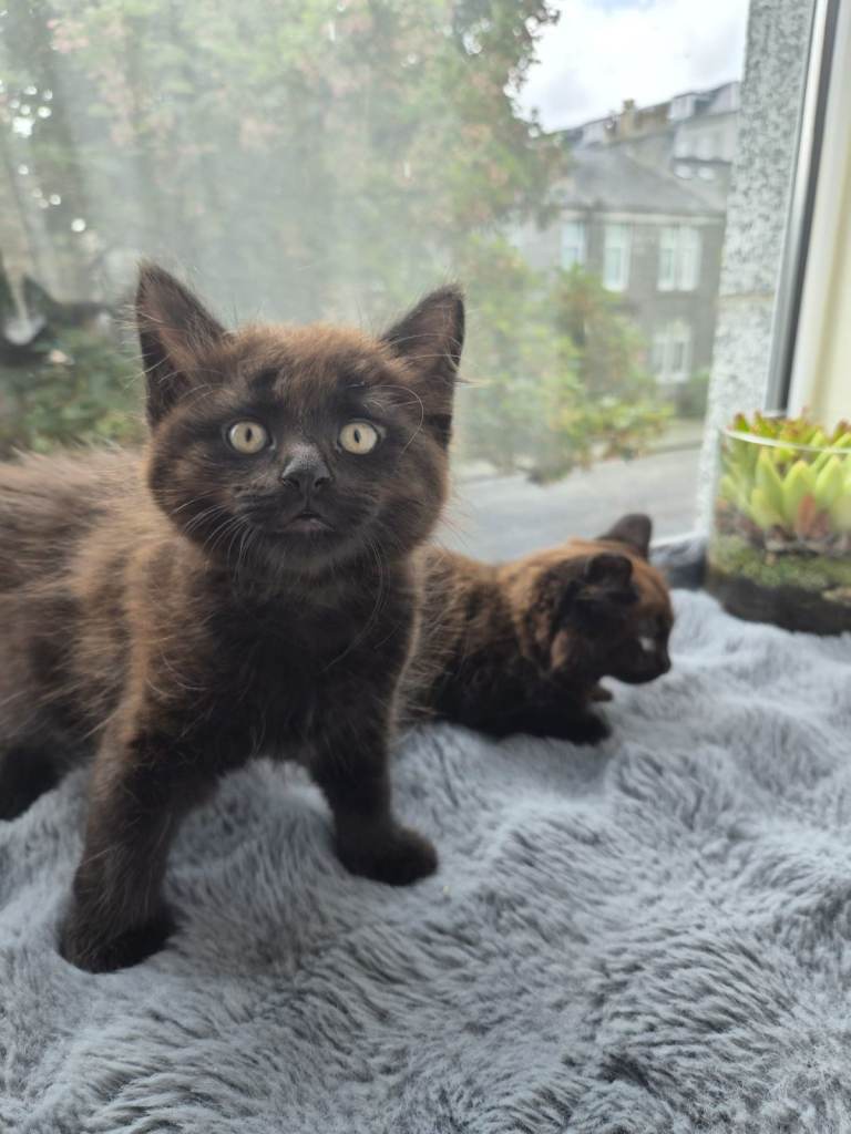 Chocolate Fluffy & Unique Kittens (LOoking for a Loving Home)