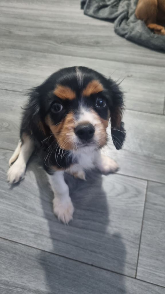 King Charles Puppy