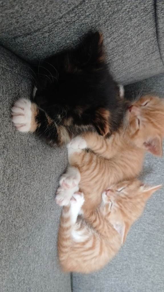 Mix breeds kittens 