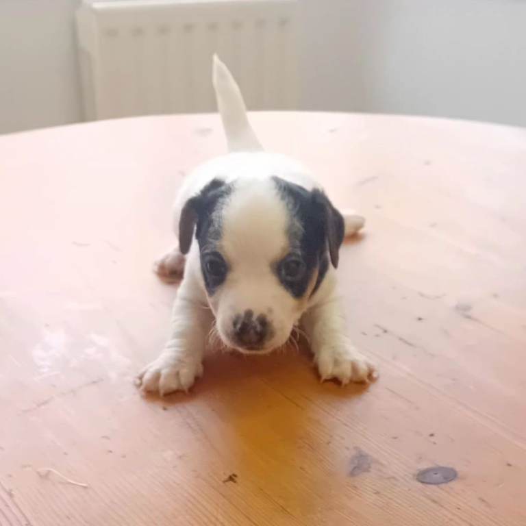 Jack russell boy 