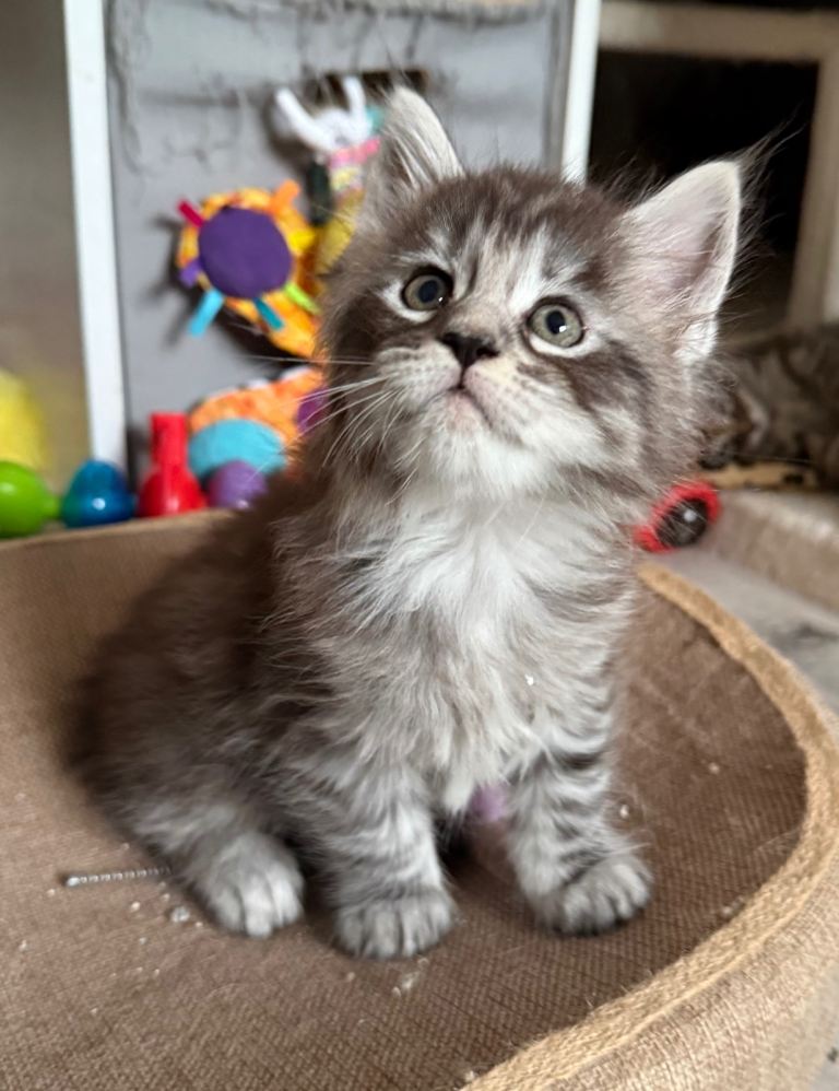 GCCF Maine coon fluffy kittens 