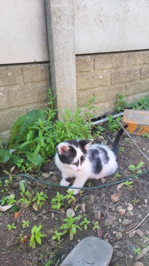 Kittens for sale