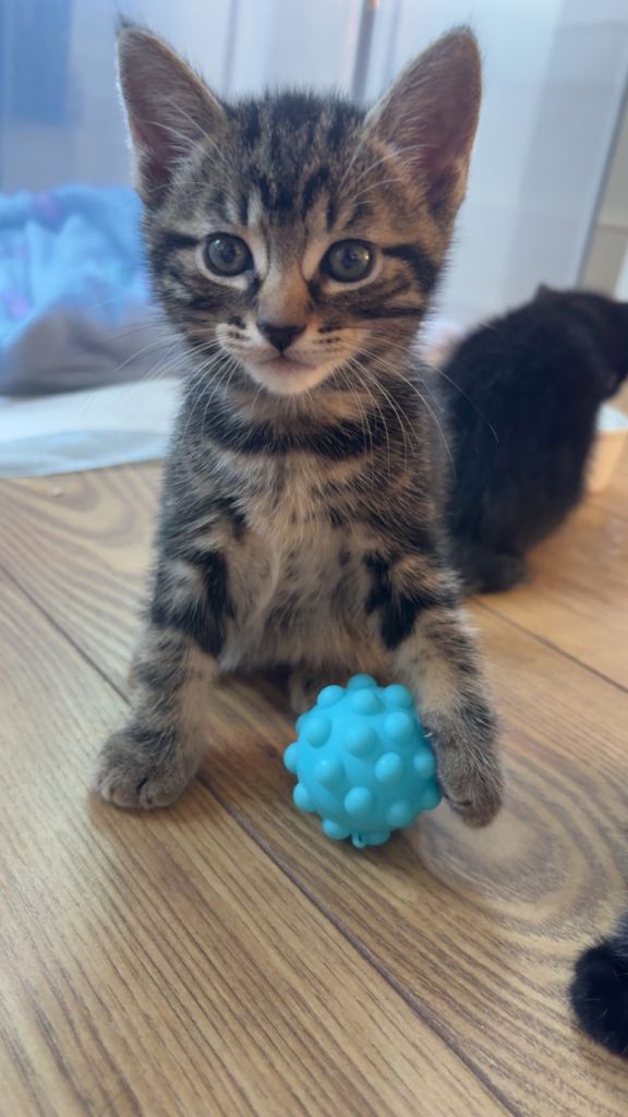 Tabby Kittens