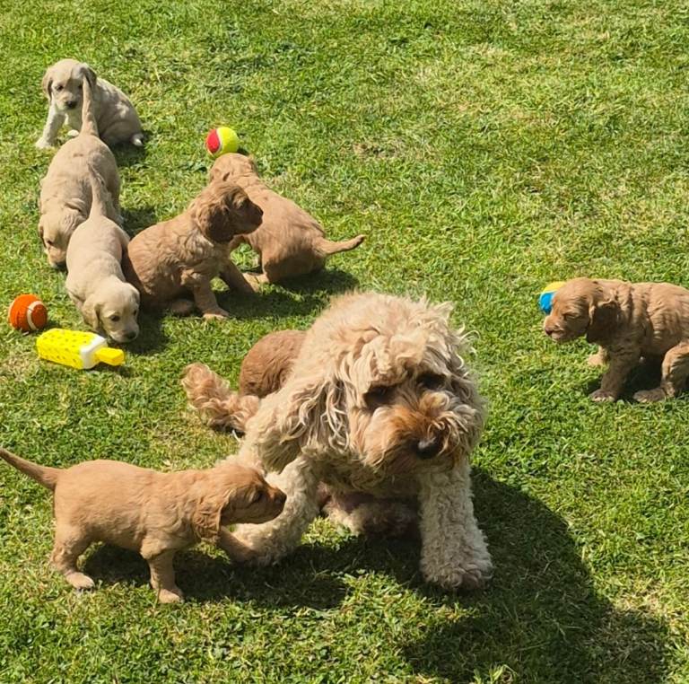 F2 Litter x8 Cockapoo Pups