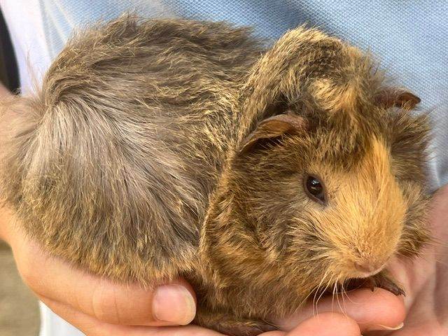 Fabulous 'funky' baby guinea pigs looking for new homes