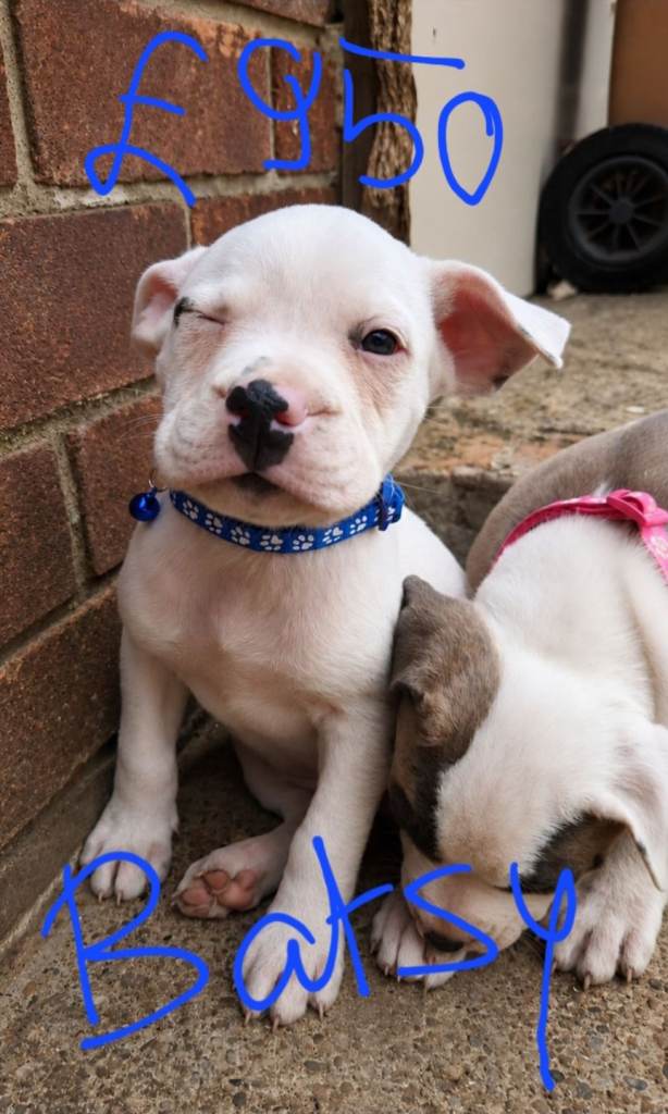 Staffy x American Bulldog Puppies - Ready Now