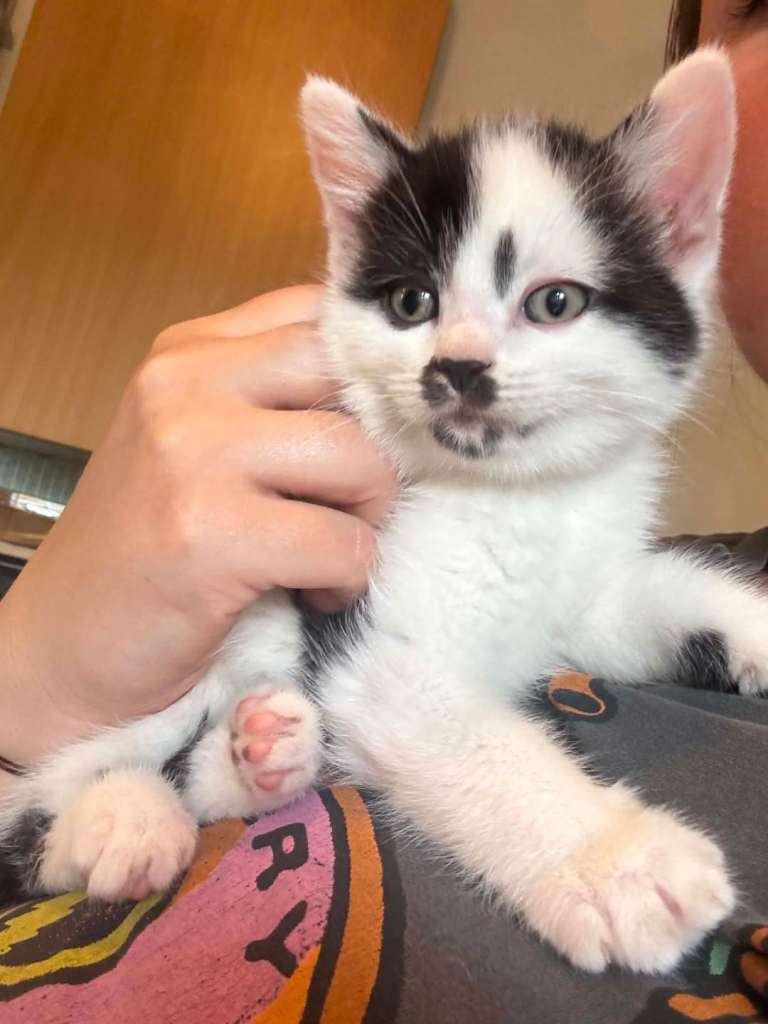  kittens looking for loving new homes.