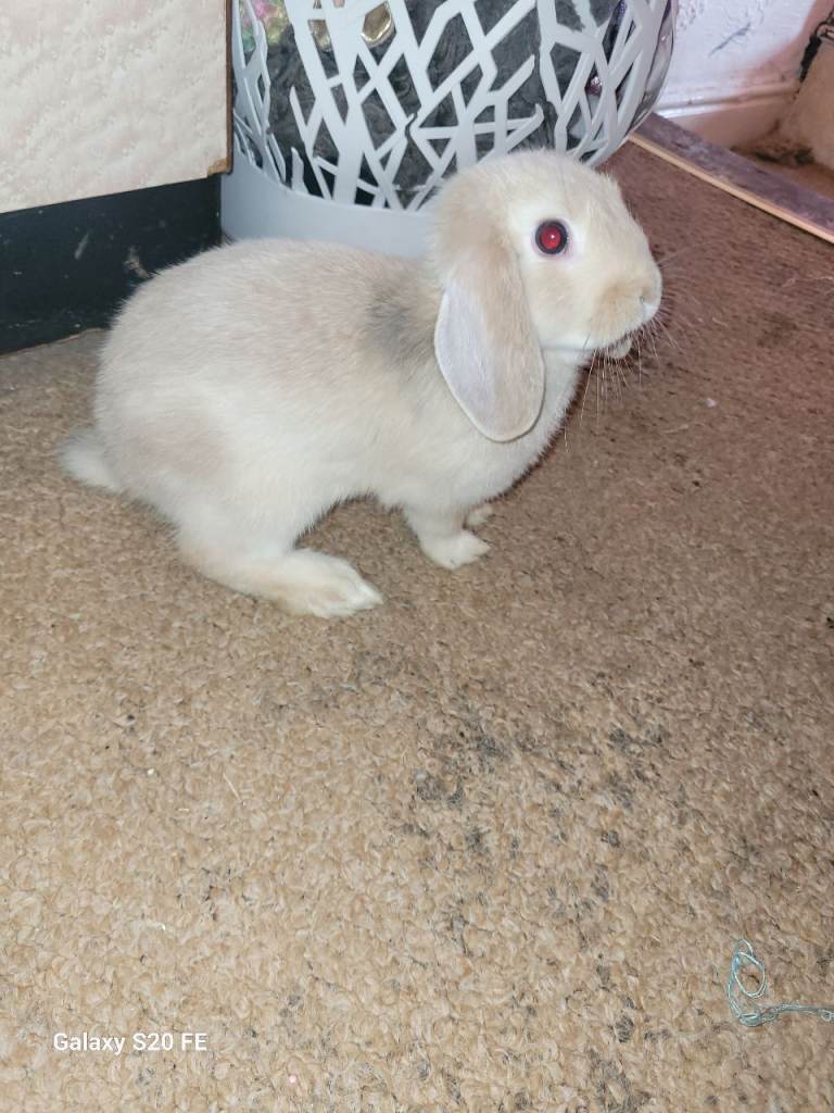 8 week old baby rabbits