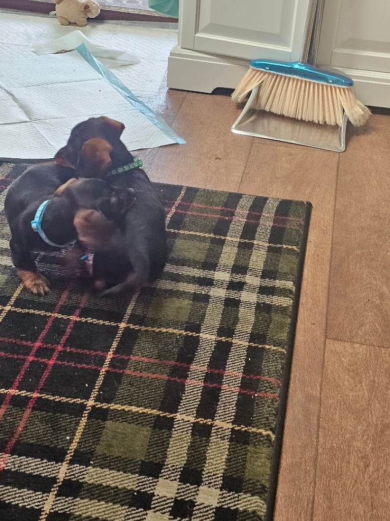 Minature Wirehaired Dachshunds