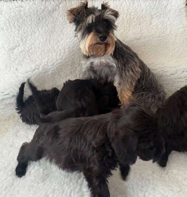 Schnoodle puppies