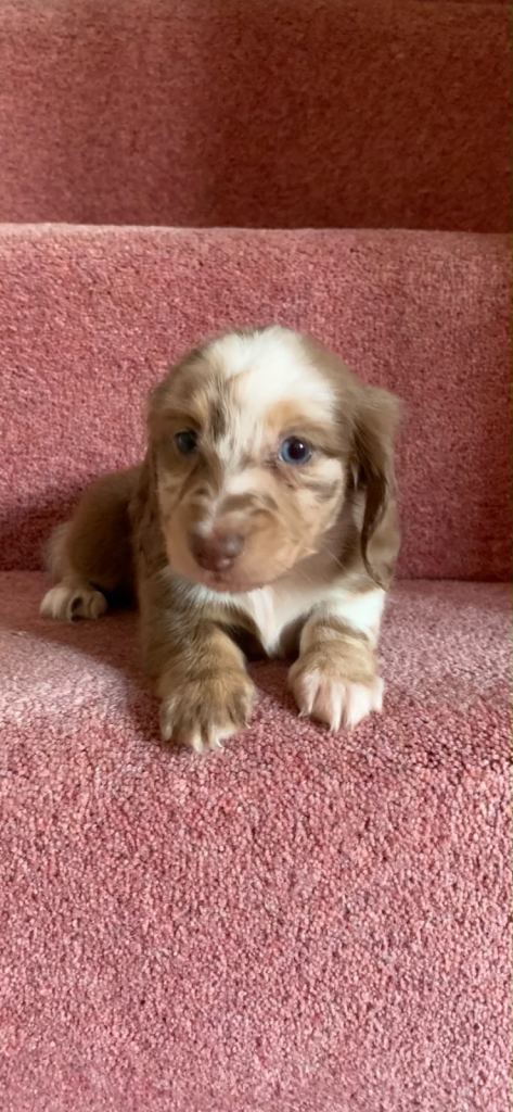 KC registered long haired miniature dachshund puppies 
