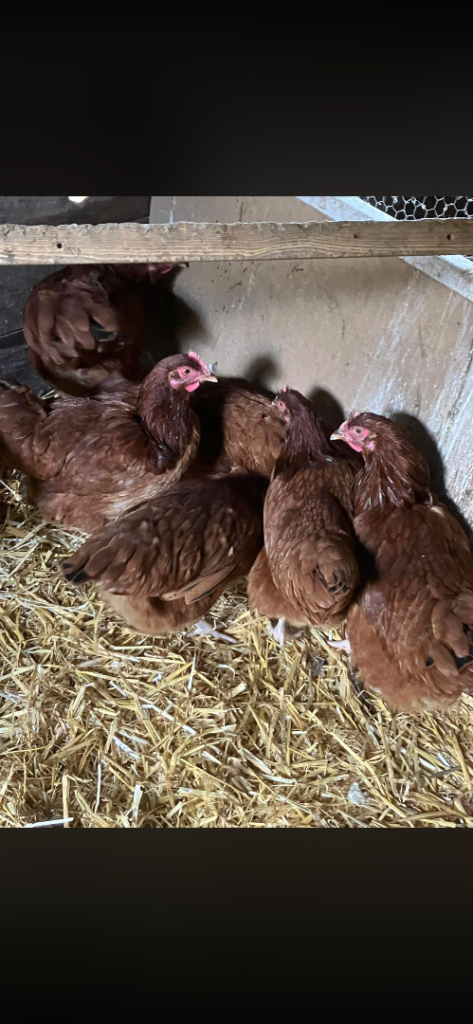     Free-Range Chickens – Great Prices