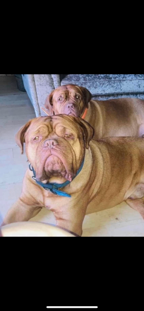 2 bitches left !!FULL KC PEDIGREE DOGUE DE BORDEAUX💗💙 