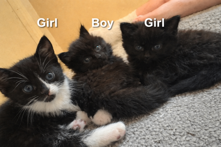 🐾 Adorable Kittens – Ready Soon 🐾