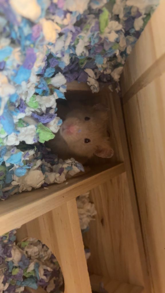 Syrian hamster 