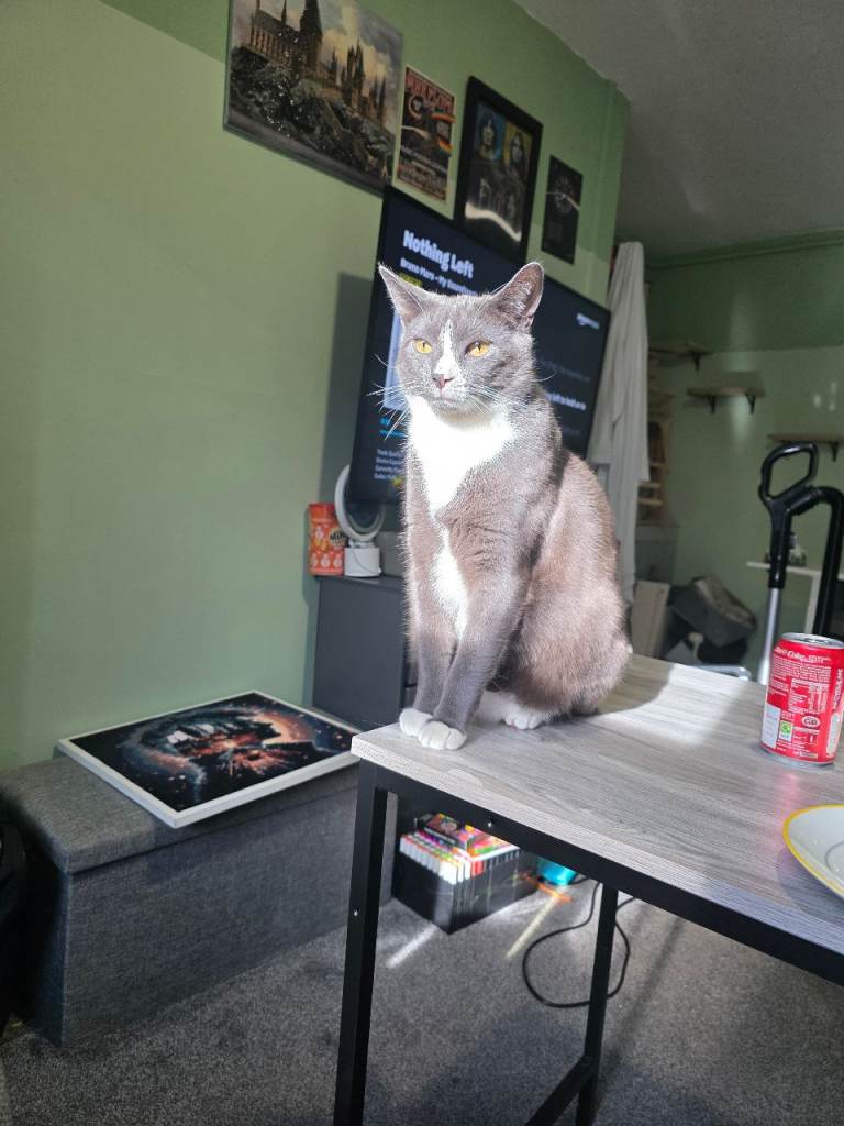 2 cats need rehoming 